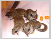 Wildlife Rehab
